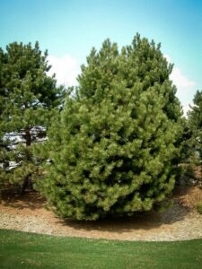 Сосна Чёрная (Pinus Nigra) купить по цене от 270.00р. в интернет-магазине «Посадика» с доставкой почтой в в Урус-Мартане и по всей России – [изображение №1].