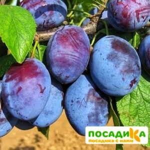 Слива Чачакская ранняя купить по цене от 229.00р. в интернет-магазине «Посадика» с доставкой почтой в в Урус-Мартане и по всей России – [изображение №1].