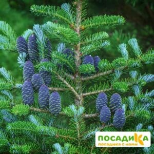 Пихта корейская (Abies koreana) купить по цене от 450.00р. в интернет-магазине «Посадика» с доставкой почтой в в Урус-Мартане и по всей России – [изображение №1].