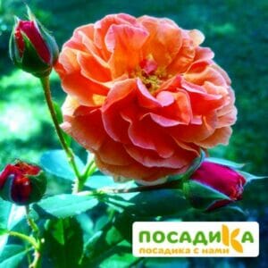 Роза Арабия купить по цене от 350.00р. в интернет-магазине «Посадика» с доставкой почтой в в Урус-Мартане и по всей России – [изображение №1].