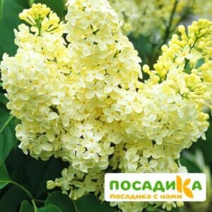 Сирень Примроуз (Primrose) купить по цене от 529.00р. в интернет-магазине «Посадика» с доставкой почтой в в Урус-Мартане и по всей России – [изображение №1].