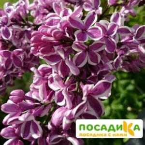 Сирень Сенсация купить по цене от 529.00р. в интернет-магазине «Посадика» с доставкой почтой в в Урус-Мартане и по всей России – [изображение №1].