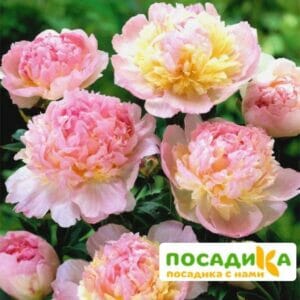 Пион Распберри Сандей (Paeonia Raspberry Sundae) купить по цене от 959р. в интернет-магазине «Посадика» с доставкой почтой в в Урус-Мартане и по всей России – [изображение №1].