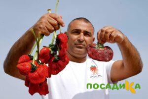 Клубника Гигант Джорнея купить по цене от 266р. в интернет-магазине «Посадика» с доставкой почтой в в Урус-Мартане и по всей России – [изображение №1].
