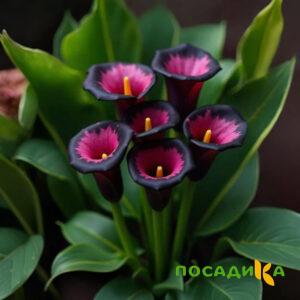 Калла Аура Лейс купить по цене от 400р. в интернет-магазине «Посадика» с доставкой почтой в в Урус-Мартане и по всей России – [изображение №1].