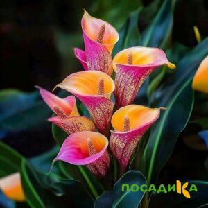 Калла Оникс купить по цене от 450р. в интернет-магазине «Посадика» с доставкой почтой в в Урус-Мартане и по всей России – [изображение №1].