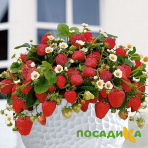 Клубника Рубиновый Шепот (горшечная) купить по цене от 240р. в интернет-магазине «Посадика» с доставкой почтой в в Урус-Мартане и по всей России – [изображение №1].