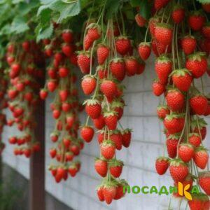 Клубника вьющаяся Комплимент купить по цене от 470р. в интернет-магазине «Посадика» с доставкой почтой в в Урус-Мартане и по всей России – [изображение №1].