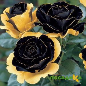 Роза Ханни Сикл купить по цене от 700р. в интернет-магазине «Посадика» с доставкой почтой в в Урус-Мартане и по всей России – [изображение №1].