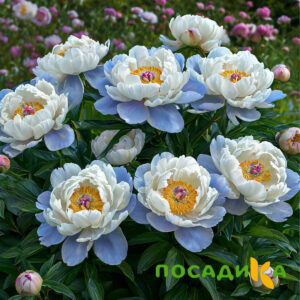 Пион акварельный Этюд купить по цене от 806р. в интернет-магазине «Посадика» с доставкой почтой в в Урус-Мартане и по всей России – [изображение №1].