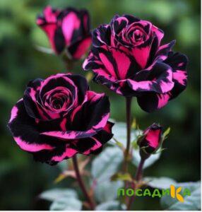 Роза Багровый Шепот купить по цене от 366р. в интернет-магазине «Посадика» с доставкой почтой в в Урус-Мартане и по всей России – [изображение №1].