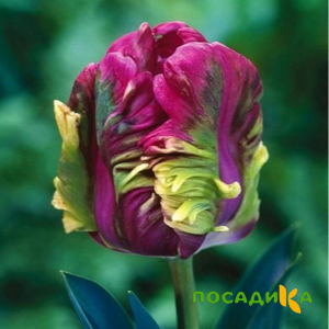 Тюльпан Экзотик Хэвен купить по цене от 186р. в интернет-магазине «Посадика» с доставкой почтой в в Урус-Мартане и по всей России – [изображение №1].